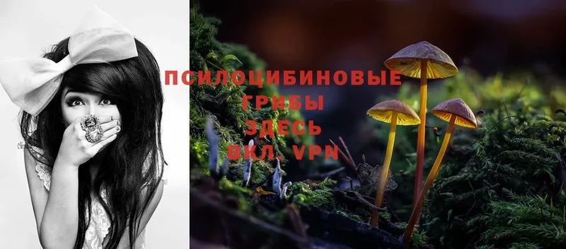 Псилоцибиновые грибы Magic Shrooms  наркошоп  гидра   Тотьма 